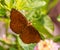 Bright orange Butterfly Ariadne merione on a flower with the blurred background