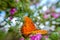 Bright orange butterfly focus on insect background blurred