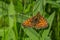 Bright orange butterfly in nature