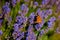 The bright orange butterfly sits on a lavender bush