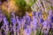 The bright orange butterfly sits on a lavender bush