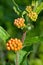 Bright Orange Butterfly weed Newly Budding - Asclepias tuberosa - Vertitcal