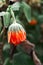 A bright orange calendula flower against a green background is covered with hoarfrost at the beginning of winter, close-up