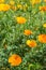 Bright orange Californian poppies with a green background