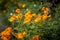 Bright orange Californian poppies, with selective focus