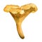 Bright orange chanterelle mushroom, Edible mushroom, watercolor