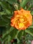 Bright orange climbing Floribunda rose