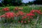 A Bright Orange Cluster of Indian Painbrush Wildflowers in a Roadside Meadow in Oklahoma.