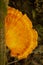 Bright orange cluster of sulfur shelf mushrooms in New Hampshire