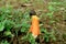 Bright Orange Color Wild Bamboo Fungus or Long Net Stinkhorn Mushroom with Two Little Bees