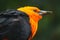 Bright orange colored head of a scarlet-headed blackbird eating a seed grain corn