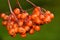 Bright orange colored rowanberries on green background