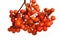 Bright orange colored rowanberries on white