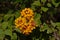 Bright orange common lantana flowers and green leafs