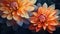 Bright orange dahlia flowers on a dark background. illustration. Generative AI