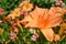 Bright orange daylily blossom in the garden