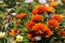 Bright orange desert blooms