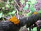 Bright orange edible jelly fungus Tremella mesenterica on old wood branch.