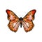 Bright orange exotic butterfly on white