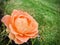 A bright orange Fellowship Rose Harwelcome Close up, green field background.