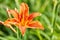 bright orange fiery lily flower