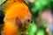 Bright orange fish side view in the ocean. Blurred colorful background of the underwater world. Flora and fauna of the ocean. Free