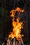 A bright orange flame of fire burns against a dark background. Birch firewood