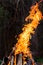 A bright orange flame of fire burns against a dark background. Birch firewood