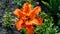 Bright orange flower of day-lily of cultivar Apricot Beauty  closeup
