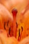 Bright orange flower lily stamens with pollen and pestle macro inside opened bud wallpaper