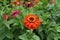 Bright orange flower of zinnia elegans