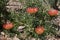 Bright orange flowerheads of a Leucospermum x lineare bush in garden