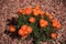 Bright orange flowers of Carpobrotus Edulis or Ice Plant