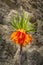 Bright orange flowers Fritillaria imperialis