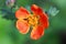 Bright orange flowers of Geum coccineum