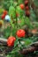 Bright orange flowers of Physalis plant. Close-up