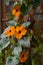 Bright orange flowers of Thunbergia on the background of wooden trellis on the balcony. Black-eyed Susan vine plant