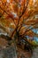 Bright Orange Foliage at Lost Maples State Park, Texas