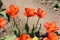 Bright orange Fosteriana Emperor tulip flowers in garden