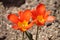 Bright orange Fosteriana Emperor tulip two flowers in garden