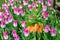 Bright orange Fritillaria blooming in a field of pink tulips, as a nature background