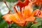 Bright orange garden lily.