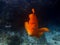 Bright Orange Garibaldi California State Fish at Catalina