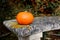 Bright orange gourd on a stone bench