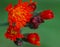 Bright orange Hawkweed blooming in late summer