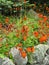 Bright orange hawkweed or fox-and-cubs flowers