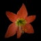 Bright orange hippeastrum flower blooming on pure black