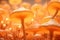 Bright orange illuminated mushrooms in a cluster