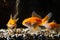 Bright orange juvenile oranda goldfish, commercial aqua trade breed of wild Carassius auratus