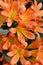 Bright Orange Kaffir Lily Flowers